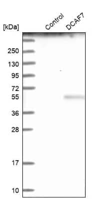 Western Blot: WDR68 Antibody [NBP1-92590] - Analysis in control (vector only transfected HEK293T lysate) and DCAF7 over-expression lysate (Co-expressed with a C-terminal myc-DDK tag (3.1 kDa) in mammalian HEK293T cells).