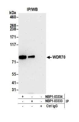 Immunoprecipitation: WDR70 Antibody [NBP1-03333] - Detection of human WDR70 by western blot of immunoprecipitates. Samples: Whole cell lysate (1.0 mg per IP reaction; 20% of IP loaded) from HEK293T cells prepared using NETN lysis buffer. Antibodies: Affinity purified rabbit anti-WDR70 antibody NBP1-03333 used for IP at 3 ug per reaction. WDR70 was also immunoprecipitated by rabbit anti-WDR70 antibody NBP1-03334. Detection: Chemiluminescence with an exposure time of 30 seconds.