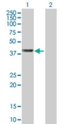 Western Blot: WDR74 Antibody [H00054663-B01P] - Analysis of WDR74 expression in transfected 293T cell line by WDR74 polyclonal antibody.  Lane 1: WDR74 transfected lysate(40.37 KDa). Lane 2: Non-transfected lysate.