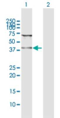 Western Blot: WDR74 Antibody [H00054663-D01P] - Analysis of WDR74 expression in transfected 293T cell line by WDR74 polyclonal antibody.Lane 1: WDR74 transfected lysate(40.37 KDa).Lane 2: Non-transfected lysate.
