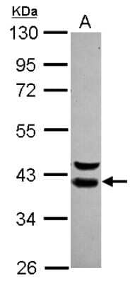 Western Blot: WDR74 Antibody [NBP2-20900] - Sample (30 ug of whole cell lysate) A: IMR32 10% SDS PAGE gel, diluted at 1:1000.