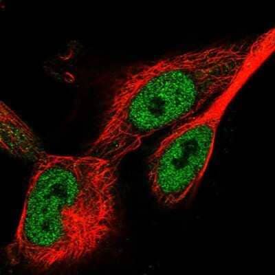 Immunocytochemistry/ Immunofluorescence WDR75 Antibody - BSA Free