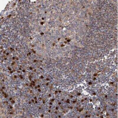 Immunohistochemistry-Paraffin WDR75 Antibody - BSA Free