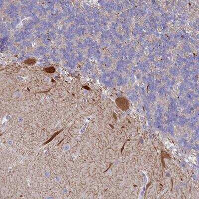 Immunohistochemistry-Paraffin: WDR76 Antibody [NBP1-82272] - Staining of human cerebellum shows strong cytoplasmic positivity in Purkinje cells.