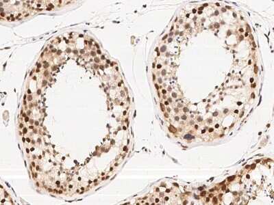 Immunohistochemistry-Paraffin: WDR77 Antibody [NBP2-98916] - Immunochemical staining of human WDR77 in human testis with rabbit polyclonal antibody (1:1000, formalin-fixed paraffin embedded sections).