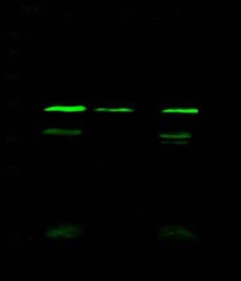 Western Blot: WDR77 Antibody [NBP2-98916] - Anti-WDR77 rabbit polyclonal antibody at 1:500 dilution. Lane A: PC12 Whole Cell Lysate Lane B: NIH3T3 Whole Cell Lysate Lane C: HepG2 Whole Cell Lysate Lysates/proteins at 30 ug per lane. Secondary Goat Anti- Rabbit IgG H&L (Dylight 800) at 1/10000 dilution. Developed using the Odyssey technique. Performed under reducing conditions. Predicted band size: 37 kDa. Observed band size: 40 kDa (We are unsure as to the identity of these extra bands).