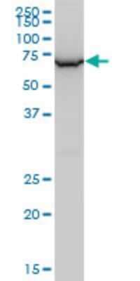 Western Blot WDR79 Antibody (1F12)