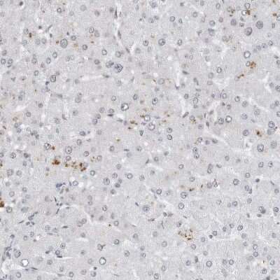 Immunohistochemistry-Paraffin: WDR79 Antibody [NBP1-92592] - Staining of human liver shows no positivity in hepatocytes as expected.