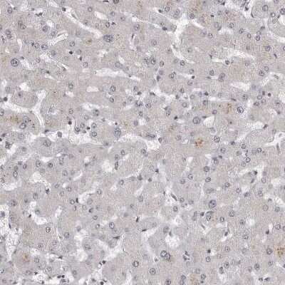 Immunohistochemistry-Paraffin: WDR79 Antibody [NBP1-92593] - Staining of human liver shows no positivity in hepatocytes as expected.