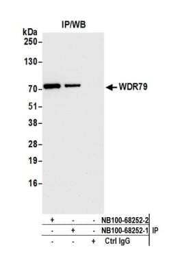 Immunoprecipitation WDR79 Antibody