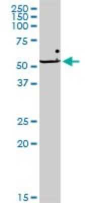 Western Blot: WDR79 Antibody [H00055135-D01P] - Analysis of WDR79 expression in HepG2.