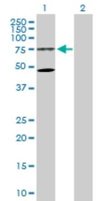 Western Blot: WDR79 Antibody [H00055135-D01P] - Analysis of WDR79 expression in transfected 293T cell line by WDR79 polyclonal antibody.Lane 1: WDR79 transfected lysate(59.30 KDa).Lane 2: Non-transfected lysate.