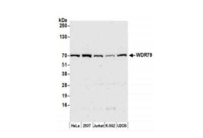 Western Blot WDR79 Antibody