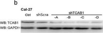 Western Blot: WDR79 Antibody [NB100-68252] - Depletion of WDR79 (TCAB1) reduced the cell proliferation in vitro. Protein level also significantly decreased after shWDR79 (TCAB1) lentivirus treatment. Image collected and cropped by CiteAb from the following publication (//molecular-cancer.biomedcentral.com/articles/10.1186/1476-4598-13-180), licensed under a CC-BY license.