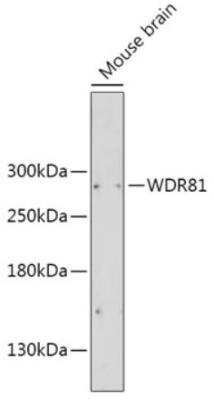 Western Blot WDR81 Antibody - Azide and BSA Free