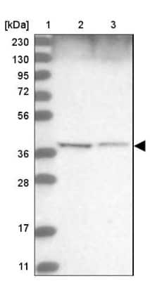Western Blot WDR92 Antibody - BSA Free