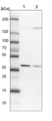 Western Blot WDR92 Antibody - BSA Free