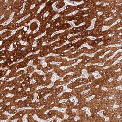 Immunohistochemistry WDR93 Antibody - BSA Free