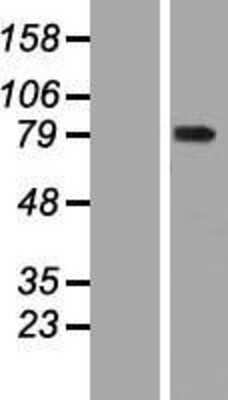 Western Blot: WDR93 Overexpression Lysate (Adult Normal) [NBL1-17837] Left-Empty vector transfected control cell lysate (HEK293 cell lysate); Right -Over-expression Lysate for WDR93.