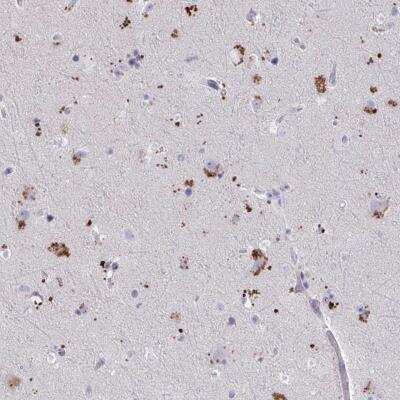Immunohistochemistry-Paraffin: WDR97 Antibody [NBP2-49296] - Staining of human cerebral cortex shows strong cytoplasmic positivity in neuronal cells.