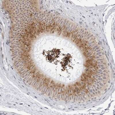 Immunohistochemistry-Paraffin: WDTC1 Antibody [NBP1-89234] - Staining of human epididymis shows moderate cytoplasmic positivity in glandular cells and sperm cells.