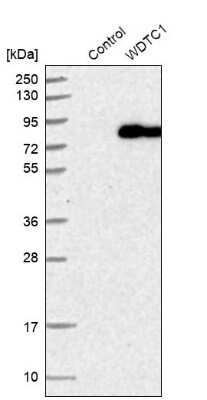 Western Blot: WDTC1 Antibody [NBP1-89234] - Analysis in control (vector only transfected HEK293T lysate) and WDTC1 over-expression lysate (Co-expressed with a C-terminal myc-DDK tag (3.1 kDa) in mammalian HEK293T cells).