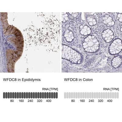 Immunohistochemistry-Paraffin: WFDC8 Antibody [NBP2-62671] - Analysis in human epididymis and colon tissues using Anti-WFDC8 antibody. Corresponding WFDC8 RNA-seq data are presented for the same tissues.