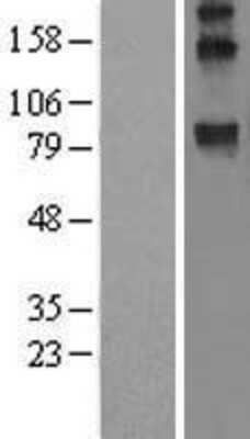 Western Blot: WFS1 Overexpression Lysate (Adult Normal) [NBL1-17845] Left-Empty vector transfected control cell lysate (HEK293 cell lysate); Right -Over-expression Lysate for WFS1.