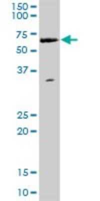 Western Blot: WHSC2 Antibody [H00007469-B03P] - Analysis of WHSC2 expression in Hela S3 NE.