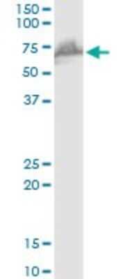 Western Blot: WHSC2 Antibody [H00007469-B03P] - Analysis of WHSC2 expression in Raw 264.7.