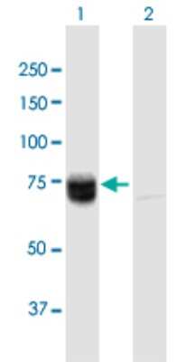 Western Blot: WHSC2 Antibody [H00007469-B03P] - Analysis of WHSC2 expression in transfected 293T cell line. Lane 1: WHSC2 transfected lysate (58.08 KDa). Lane 2: Non-transfected lysate.