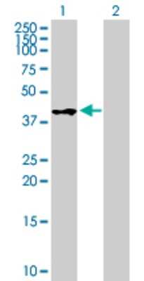Western Blot: WIF-1 Antibody [H00011197-B01P] - Analysis of WIF1 expression in transfected 293T cell line by WIF1 polyclonal antibody.  Lane 1: WIF1 transfected lysate(41.69 KDa). Lane 2: Non-transfected lysate.
