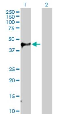 Western Blot: WIF-1 Antibody [H00011197-D01P] - Analysis of WIF1 expression in transfected 293T cell line by WIF1 polyclonal antibody.Lane 1: WIF1 transfected lysate(41.50 KDa).Lane 2: Non-transfected lysate.