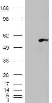 Western Blot: WIPF1/WIP Antibody [NB100-68147] - HEK293 overexpressing WIPF1 and probed with (mock transfection in first lane).