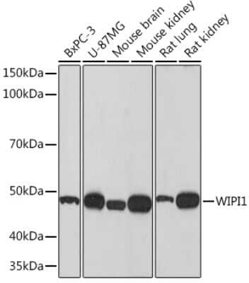 Western Blot: WIPI1 Antibody (2F4G9) [NBP3-16835] - Western blot analysis of extracts of various cell lines, using WIPI1 Rabbit mAb (NBP3-16835) at 1:500 dilution. Secondary antibody: HRP Goat Anti-Rabbit IgG (H+L) at 1:10000 dilution. Lysates/proteins: 25ug per lane. Blocking buffer: 3% nonfat dry milk in TBST. Detection: ECL Basic Kit. Exposure time: 90s.