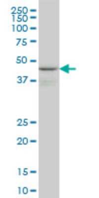 Western Blot: WIPI1 Antibody (3C1) [H00055062-M02] - WIPI1 monoclonal antibody (M02), clone 3C1 Analysis of WIPI1 expression in PC-12.