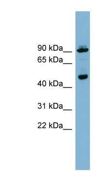 Western Blot: WIPI1 Antibody [NBP1-56874] - 293T cells lysate, concentration 0.2-1 ug/ml.