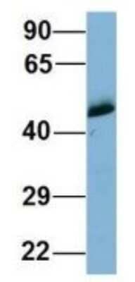 Western Blot: WIPI1 Antibody [NBP1-56874] - Human Fetal Heart, Antibody Dilution: 1.0 ug/ml.