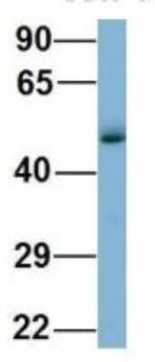 Western Blot: WIPI1 Antibody [NBP1-56874] - Human Fetal Lung, Antibody Dilution: 1.0 ug/ml.