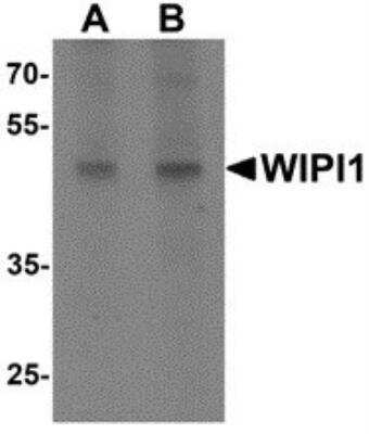 Western Blot WIPI1 Antibody - BSA Free