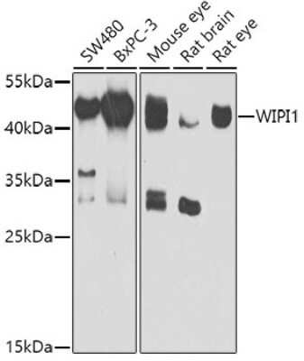 Western Blot: WIPI1 Antibody [NBP2-93214] - Analysis of extracts of various cell lines, using WIPI1 . Exposure time: 90s.