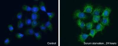 Immunocytochemistry/Immunofluorescence: WIPI2 Antibody [NBP3-13110] - WIPI2 antibody detects WIPI2 protein at Preautophagosomal structure membrane by immunofluorescent analysis. Sample: A431 cells were fixed in ice-cold MeOH for 5 min. Green: WIPI2 protein stained by WIPI2 antibody (NBP3-13110) diluted at 1:2500. Blue: Hoechst 33342 staining.