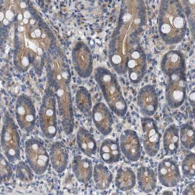 Immunohistochemistry-Paraffin: WIPI2 Antibody [NBP1-88880] - Staining of human duodenum shows moderate cytoplasmic positivity in glandular cells.