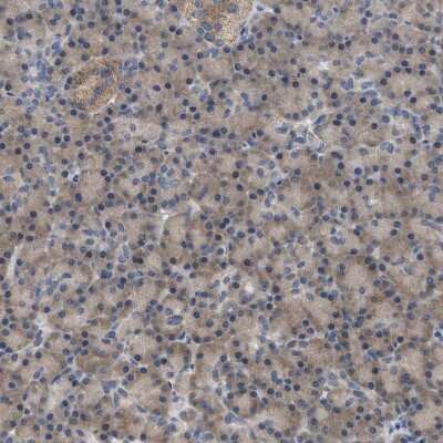 Immunohistochemistry-Paraffin: WIPI2 Antibody [NBP1-88880] - Staining of human pancreas shows moderate cytoplasmic positivity in exocrine glandular cells.