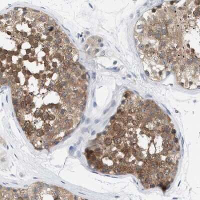 Immunohistochemistry-Paraffin: WIPI2 Antibody [NBP1-88880] - Staining of human testis shows moderate cytoplasmic positivity in cells in seminiferous ducts.