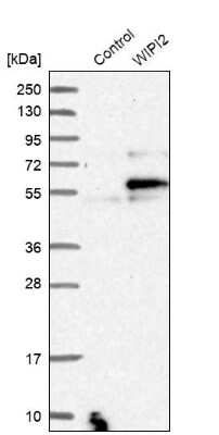 Western Blot WIPI2 Antibody