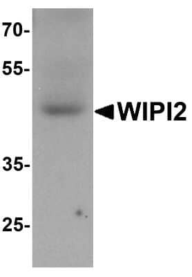 Western Blot: WIPI2 Antibody [NBP2-82059] - Western blot analysis of WIPI2 in human testis tissue lysate with WIPI2 antibody at 1 ug/mL