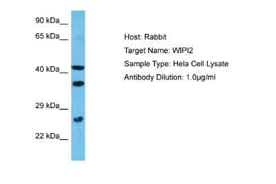 Western Blot: WIPI2 Antibody [NBP2-86384] - Host: Rabbit. Target Name: WIPI2. Sample Tissue: Human Hela Whole Cell lysates. Antibody Dilution: 1ug/ml