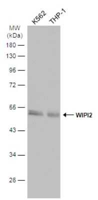 Western Blot WIPI2 Antibody