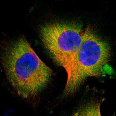 Immunocytochemistry/Immunofluorescence: WISP-1/CCN4 Antibody [NBP1-86570] - Immunofluorescent staining of human cell line U-251 MG shows localization to cytosol.
